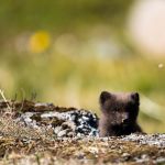 Polarfuchs, Eisfuchs, Arctic Fox, Vulpes Lagopus
